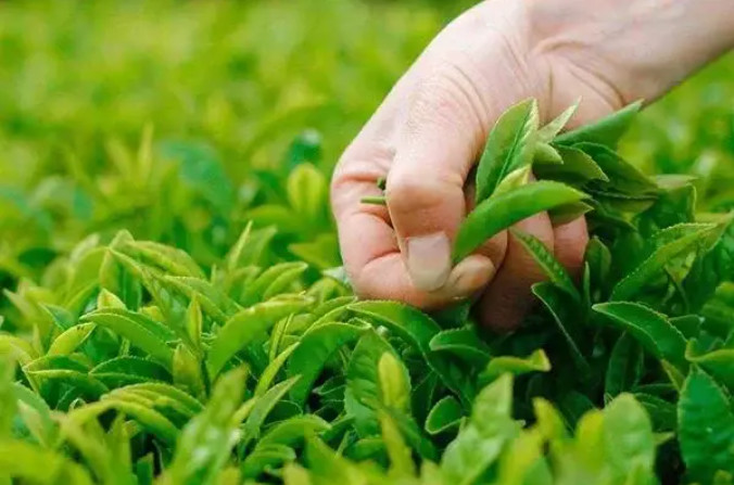 化肥、有機(jī)肥和生物菌肥可以混搭嘛？